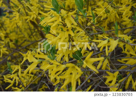 Forsythia flowers in sunny day. Nature soft selective focus blurred background 123830703