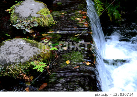 阿蘇郡産山村 池山水源 秋の風景 阿蘇郡産山村 池山水源 秋の風景 123830714
