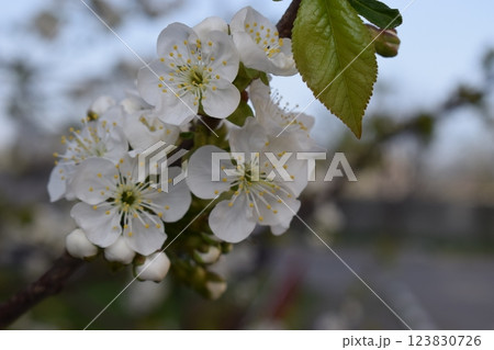Nature's Elegance: Close-Up of Cherry Blossoms 123830726