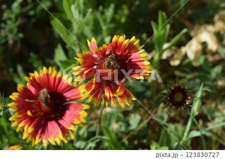 Blanket Flowers' Radiant Display Blanket Flowers' Radiant Display 123830727