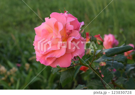 A pink rose with orange and yellow hues. Multicolored Rose in Nature A pink rose with orange and yellow hues. Multicolored Rose in Nature 123830728