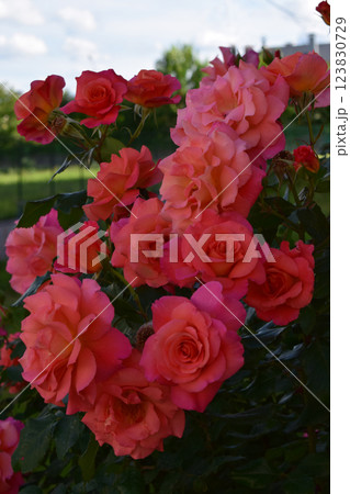 A lush display of vibrant orange-pink roses in full bloom, surrounded by deep green foliage. Vibrant Orange-Pink Rose Garden A lush display of vibrant orange-pink roses in full bloom, surrounded by deep green foliage. Vibrant Orange-Pink Rose Garden 123830729