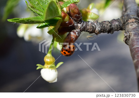 A ladybug on a budding branch. The branch has budding leaves and a small white flower. Ladybug on Budding Branch 123830730