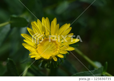 A close-up of a yellow flower in bloom, with detailed, bright yellow petals and a greenish center. A close-up of a yellow flower in bloom, with detailed, bright yellow petals and a greenish center. 123830735