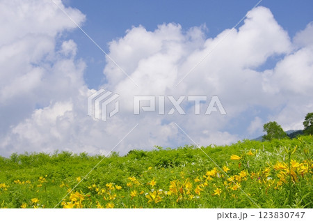 ノゾリキスゲの花畑 123830747