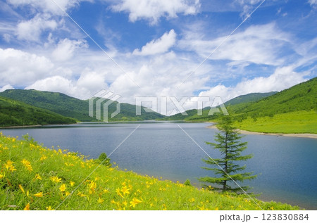 野反湖とノゾリキスゲの花畑 123830884