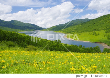 野反湖とノゾリキスゲの花畑 123830885