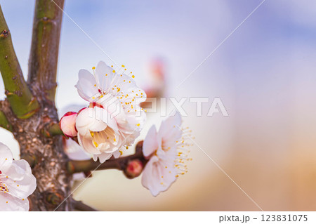 早春の梅の花 早春の梅の花 123831075
