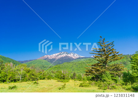 【長野県】乗鞍高原・一の瀬瀬園地　新緑の散策路 123831148