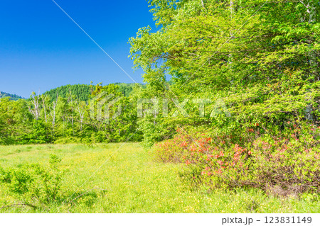 【長野県】乗鞍高原・一の瀬瀬園地　新緑の散策路 123831149