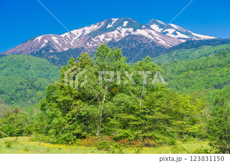 【長野県】乗鞍高原・一の瀬瀬園地　新緑の散策路 123831150
