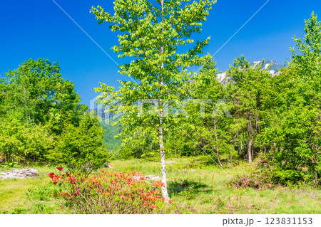 【長野県】乗鞍高原・一の瀬瀬園地　新緑の散策路 123831153