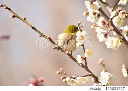 早春の白梅とメジロ 早春の白梅とメジロ 123831237