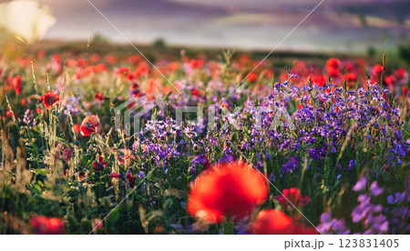 A field of flowers with a few red flowers in the foreground 123831405