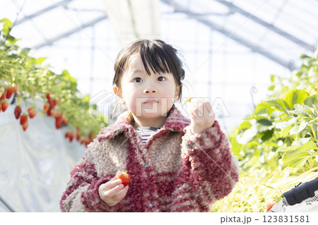 イチゴ狩りを楽しむ女の子 123831581