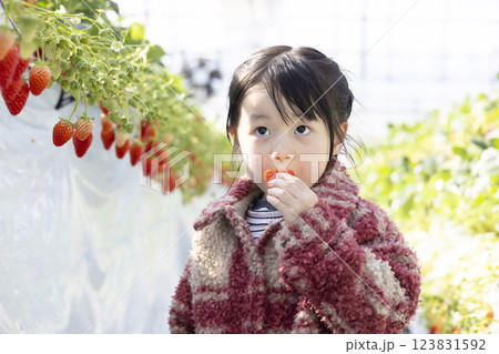 イチゴ狩りを楽しむ女の子 イチゴ狩りを楽しむ女の子 123831592