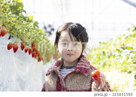 イチゴ狩りを楽しむ女の子 123831593