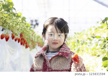 イチゴ狩りを楽しむ女の子 イチゴ狩りを楽しむ女の子 123831594