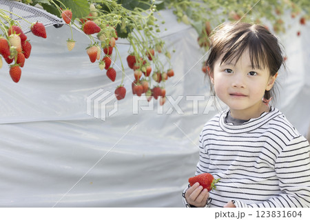 イチゴ狩りを楽しむ女の子 123831604