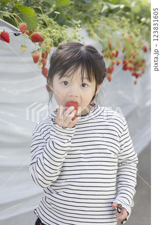 イチゴ狩りを楽しむ女の子 イチゴ狩りを楽しむ女の子 123831605