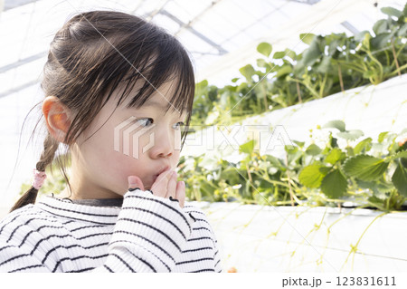 イチゴ狩りを楽しむ女の子 イチゴ狩りを楽しむ女の子 123831611