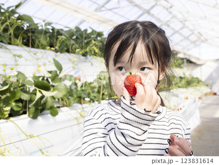 イチゴ狩りを楽しむ女の子 イチゴ狩りを楽しむ女の子 123831614