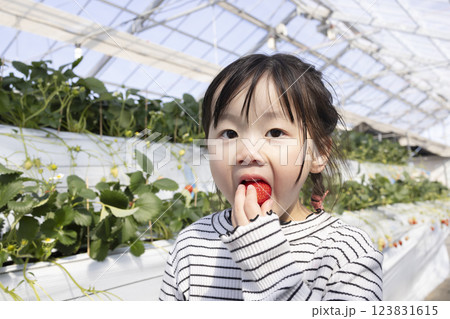 イチゴ狩りを楽しむ女の子 123831615