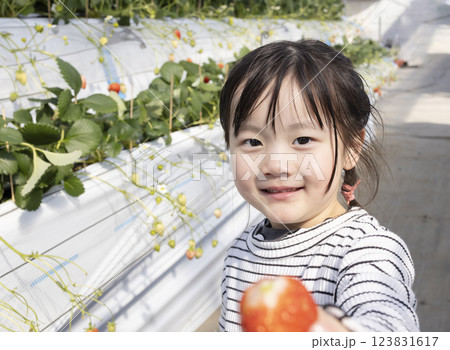 イチゴ狩りを楽しむ女の子 123831617