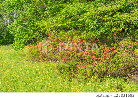 【長野県】乗鞍高原・一の瀬瀬園地　レンゲツツジ咲く散策路 123831682