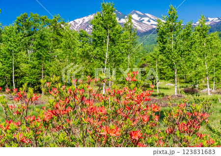 【長野県】乗鞍高原・一の瀬瀬園地　レンゲツツジ咲く散策路 123831683