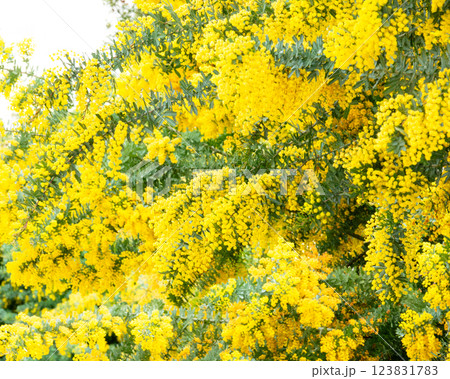 カラフルな黄色のミモザの花 123831783
