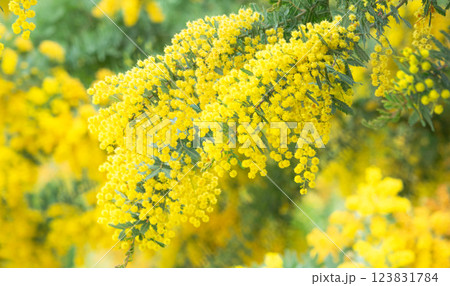 カラフルな黄色のミモザの花 123831784