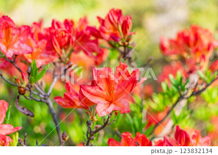 乗鞍高原のレンゲツツジ 123832134