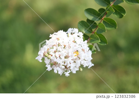 サルスベリ サルスベリ 123832386