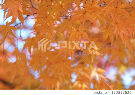 日本の秋紅葉 123832626