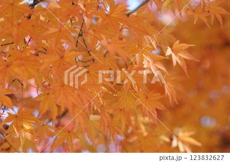 日本の秋紅葉 123832627