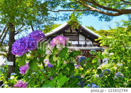 本土寺 美しいあじさい(千葉県松戸市) 本土寺 美しいあじさい(千葉県松戸市) 123832749