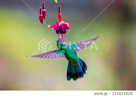 hummingbird over natural background 123833020