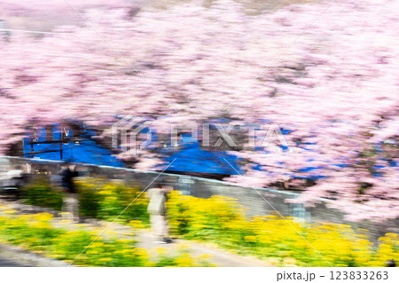 【河津桜】桜並木を疾走する京急電車 123833263