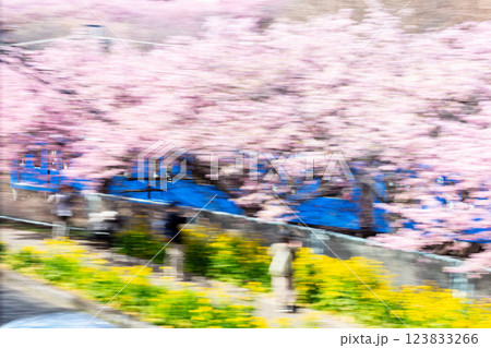 【河津桜】桜並木を疾走する京急電車 【河津桜】桜並木を疾走する京急電車 123833266