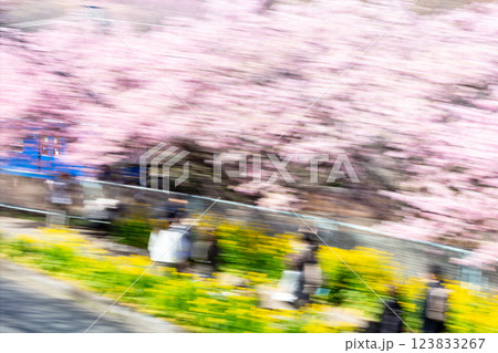 【河津桜】桜並木を疾走する京急電車 【河津桜】桜並木を疾走する京急電車 123833267