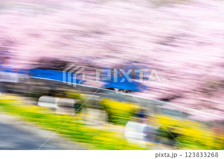 【河津桜】桜並木を疾走する京急電車 123833268