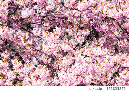 【河津桜】桜並木で盗蜜をするスズメ 【河津桜】桜並木で盗蜜をするスズメ 123833271