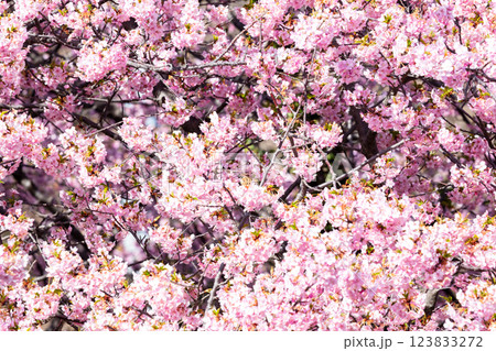【河津桜】桜並木で盗蜜をするスズメ 【河津桜】桜並木で盗蜜をするスズメ 123833272