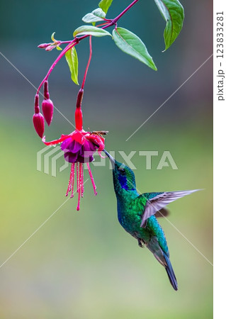 Hummingbird 123833281
