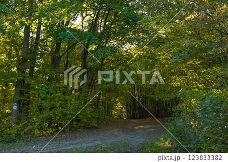 A dirt path through a park with lush green trees during the daytime in summertime. 123833382