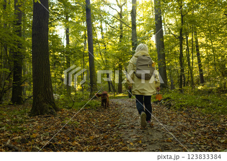 Senior woman tourist backpacker walking the Irish Setter dog in the park forest. travel concept.Back view shot 123833384