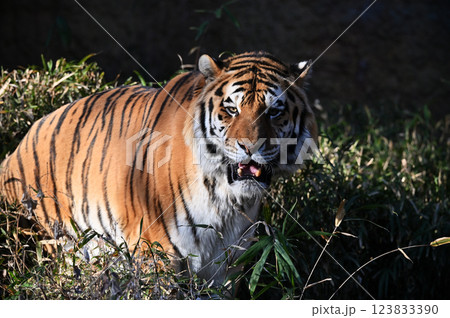 トラ（アムールトラ）　オス 123833390