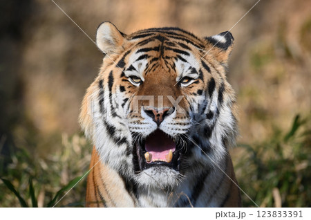 トラ(アムールトラ) オス トラ(アムールトラ) オス 123833391