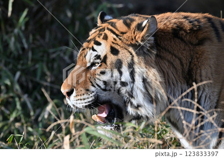 トラ（アムールトラ）　オス 123833397